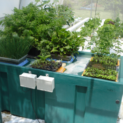 Hydroponic Home Garden (Single)