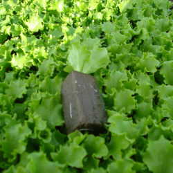 Best quality lettuce seedlings