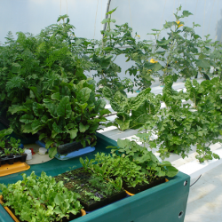 Hydroponic Home Garden (Single)