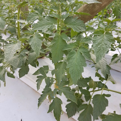 Quality seedling made with Ebb & Flow