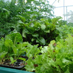 Hydroponic Home Garden (Single)