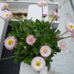 Hydroponic Home Garden (Single)