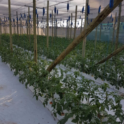 Consistent production