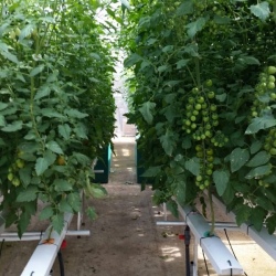 Hydroponic Home Garden (Single)