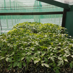 Quality tomato seedlings